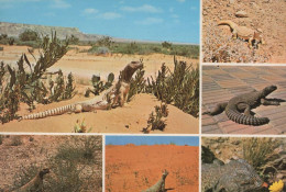Spiny Tailed Lizard Saudi Arabia Large Reptile Arabic Postcard - Saoedi-Arabië