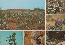 Desert Flowers Of Saudi Arabia Anthemis Echium Horridum Postcard - Saoedi-Arabië