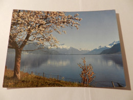 Zwitserland   Lac Léman  ***  1198  *** - Lago Lemán