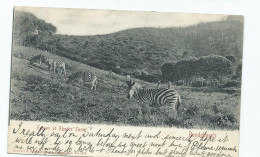 Postcard South Africa Cape Of Good Hope  Zebras At Rhodes Farm. Rondebosch Brentwood Squared Circle 1904 - Zèbres