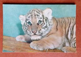 Jeune Tigre - Tigri
