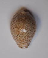 Cypraea Turdus - Seashells & Snail-shells