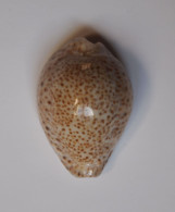 Cypraea Turdus - Coquillages