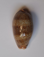 Cypraea Caurica Elongata - Coquillages
