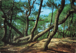 FRANCE - Landeds - Visages Des Landes - Pins Du Littoral Atlantique - Colorisé - Carte Postale - Otros & Sin Clasificación