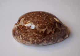 Cypraea Mappa - Seashells & Snail-shells