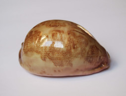 Cypraea Mappa Panerythra Verte - Conchiglie