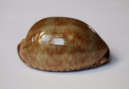 Cypraea Eglantina Verte - Conchiglie