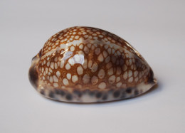 Cypraea Histrio - Seashells & Snail-shells