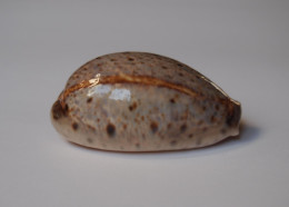 Cypraea Lynx - Conchas Y Caracoles