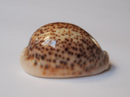 Cypraea Pantherina - Conchas Y Caracoles