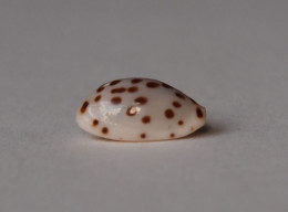 Cypraea Punctata Berinii - Conchiglie