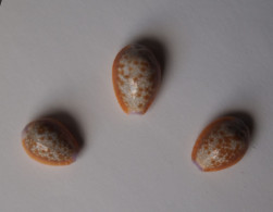 Cypraea Helvola X 3 - Seashells & Snail-shells