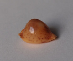 Cypraea Bistrinotata - Conchiglie