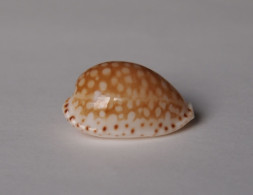 Cypraea Gaskoinii - Coquillages