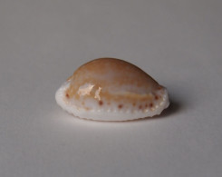 Cypraea Cernica - Conchas Y Caracoles