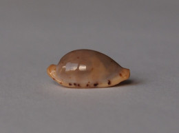 Cypraea Martini - Schelpen