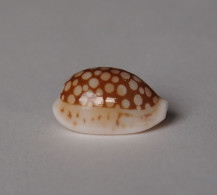 Cypraea Comma Toliarensis - Conchiglie