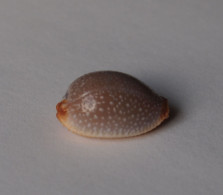 Cypraea Staphilaea Laevigata - Coquillages