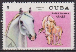 Faune - Chevaux De Race - CUBA - Cheval Arabe - N° 4150 - 1972 - Oblitérés