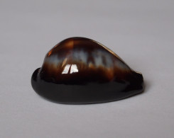 Cypraea Onyx - Schelpen