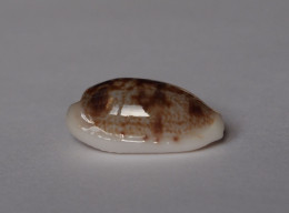 Cypraea Teres - Schelpen