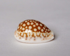 Cypraea Comma Toliarensis - Coquillages