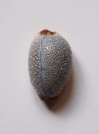 Cypraea Staphylaea - Conchas Y Caracoles