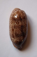 Cypraea Argus - Schelpen