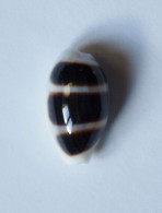 Cypraea Asellus - Schelpen
