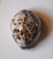 Cypraea Tigris - Schelpen