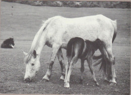 Horse Cheval Pferde Paard Caballo Cavalli  CHEVAUX Stute & Fohlen Old PC. Cpm. - Chevaux