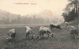 Lacaune Les Bains * Les Vaches Au Pâturage - Other & Unclassified