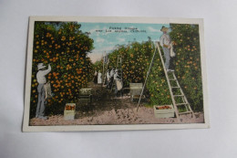 Picking Oranges Near Los Angeles , California - Los Angeles