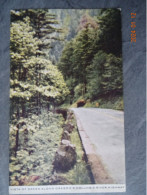 VISTA OF GREEN ALONG OREGON'S COLUMBIA RIVER HIGHWAY - Andere & Zonder Classificatie