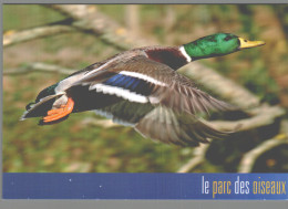 CPM 01 - Villars Les Dombes - Parc Des Oiseaux - Colvert - Villars-les-Dombes
