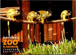 17-1-2024 (1 X 20) Australia- ACT - Canberra - National Zoo & Aquarium (group Of Monkey) - Singes