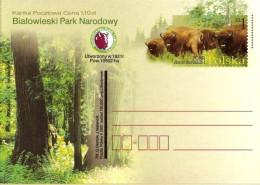 Cp 1260 Poland Bialowieski Park Narodowy Bison Bonasus L. 2001 - Vacas