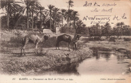 TUNISIE - Gabès - Chameaux Au Bord De L'oasis - Carte Postale Ancienne - Tunisie