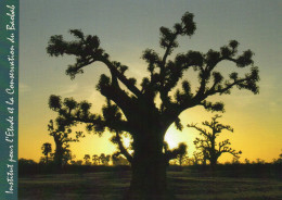 CPM - L - ARBRE - BAOBAB - INECOBA - INSTITUT POUR L'ETUDE ET LA CONSERVATION DU BAOBAB - Árboles