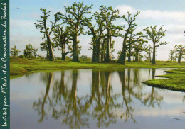 CPM - L - ARBRE - BAOBAB - INECOBA - INSTITUT POUR L'ETUDE ET LA CONSERVATION DU BAOBAB - Árboles