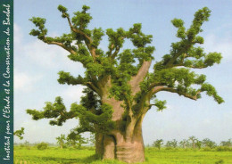 CPM - L - ARBRE - BAOBAB - INECOBA - INSTITUT POUR L'ETUDE ET LA CONSERVATION DU BAOBAB - Árboles