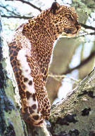 H. Hediger - Zoo: Oost-Afrika - Aardrijkskunde