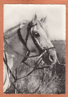 SAINTES MARIES DE LA MER - BOUCHES DU RHONE - CHEVAL CAMARGUAIS - NEUVE - Chevaux