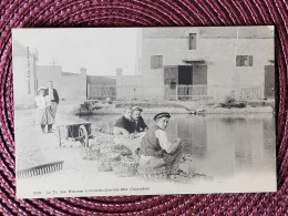 Courseulles-sur-mer Le Tri Des Huitres , Dos 1900 - Courseulles-sur-Mer