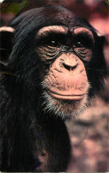 Animal Postcard Chimpanzee 1987 - Singes