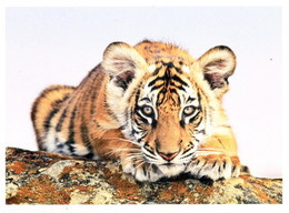 CP Tigre Du Bangale WWF - Tigres