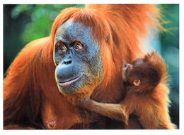 CP Orang-outan De Sumatra WWF - Singes