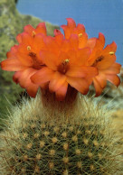 N6 - Carte Postale - Plante - Cactus - Matucana Weberbaueri - Cactussen