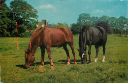 Animal Postcard Horses Grazing - Chevaux